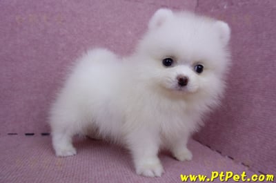 06/23迷你型松鼠白博美母幼犬(屏東市)3