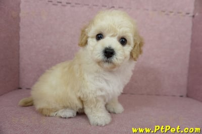 11/08泰迪比熊母幼犬1號(屏東內埔)1