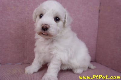 02/14比熊犬公幼犬2號5