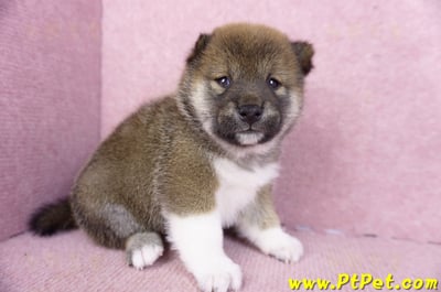 01/11赤色柴犬母幼犬3號3