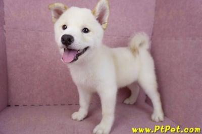 07/22白色柴犬公幼犬(新竹新埔)8
