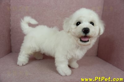 01/12比熊犬公幼犬(花蓮吉安)6