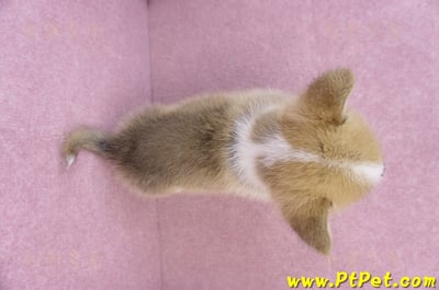 11/05雙色柯基犬公幼犬2號(屏東內埔)11