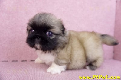 10/31松色北京狗公幼犬(新北新莊)9