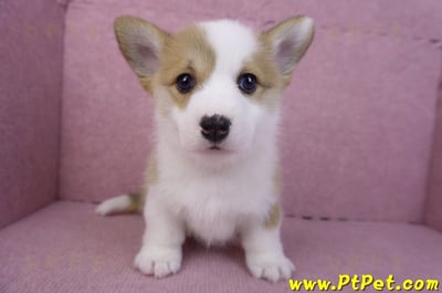 11/30雙色柯基犬公幼犬2號1