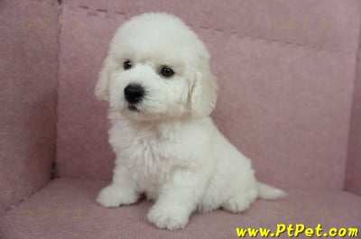 05/22比熊犬公幼犬(屏東潮州)8