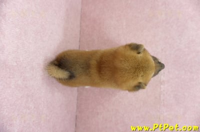 06/04赤色長毛柴犬母幼犬(桃園八德)7