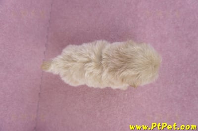 10/13馬爾泰迪公幼犬2號(高雄)12