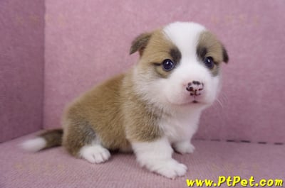 02/11雙色柯基犬公幼犬5