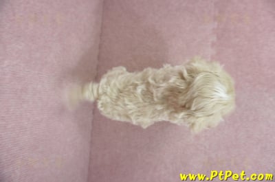 01/15奶油色馬爾泰迪 I 公幼犬(高雄大寮)14