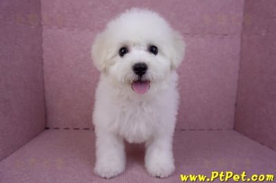 07/22比熊犬母幼犬(桃園中壢)1