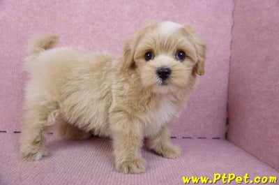 10/13馬爾泰迪公幼犬(桃園楊梅)8