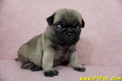 04/02巴哥公幼犬4號(新北樹林)10