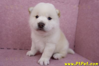07/22白色柴犬公幼犬2號4