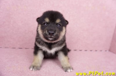 07/05黑色柴犬公幼犬1號(宜蘭市)1