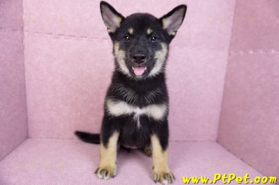 07/05黑色柴犬母幼犬(基隆仁愛)1