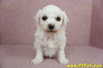 01/12比熊犬母幼犬(屏東市)1