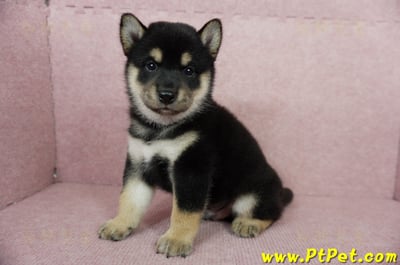 06/04黑色柴犬公幼犬(屏東市)6