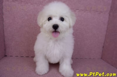 07/22比熊犬母幼犬(桃園中壢)2