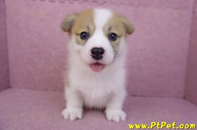 08/03雙色柯基犬公幼犬1號(高雄大樹)1