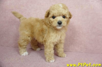 11/26迷你型奶油貴賓公幼犬2號(桃園中壢)4