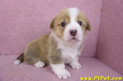 12/15雙色柯基犬母幼犬5