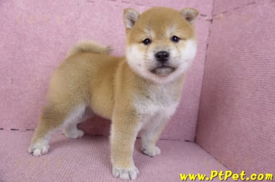 02/06赤色柴犬母幼犬3號(高雄左營)8