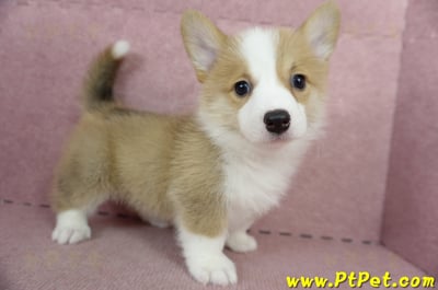 05/09雙色柯基犬母幼犬2號(高雄前鎮)10