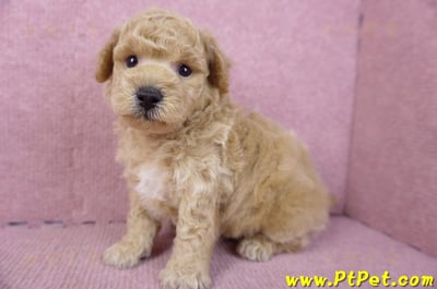 01/20泰迪比熊公幼犬11