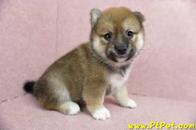 06/09赤色柴犬母幼犬(台北文山)3