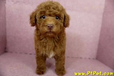 04/15紅貴賓公幼犬(屏東市)2