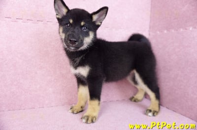 07/05黑色柴犬母幼犬(基隆仁愛)8