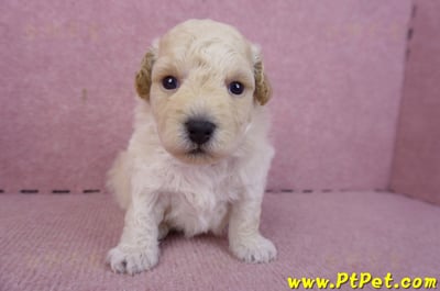 01/20泰迪比熊公幼犬1號2