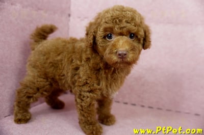 04/15紅貴賓公幼犬(屏東市)7