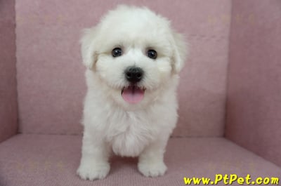 12/01比熊犬公幼犬(屏東市)3