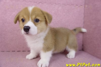 10/10雙色柯基犬母幼犬2號(花蓮吉安)8