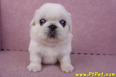 10/31北京狗公幼犬(台北松山)2