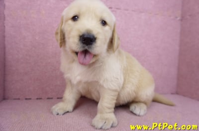 03/12黃金獵犬公幼犬1號(新北三重)6