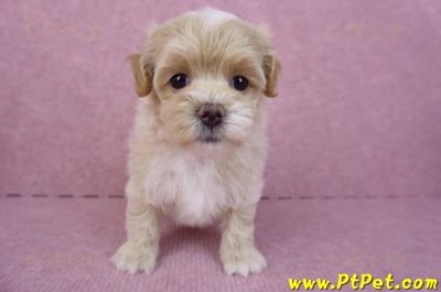 08/06奶油色馬爾泰迪母幼犬2號(高雄鳳山)1