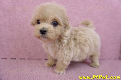 10/13馬爾泰迪公幼犬3號(高雄三民)9