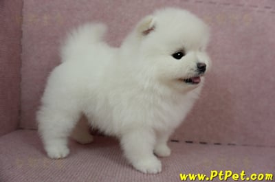 12/27迷你型松鼠白博美母幼犬(高雄三民)10