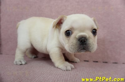 01/14奶油色法國鬥牛母幼犬(高雄三民)6