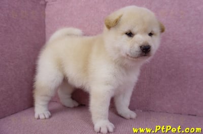 12/10白色柴犬母幼犬3