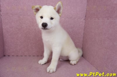 07/22白色柴犬公幼犬(新竹新埔)12