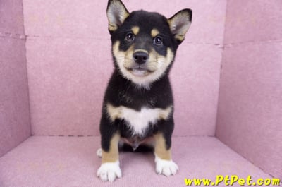 11/08黑色柴犬公幼犬(桃園蘆竹)1