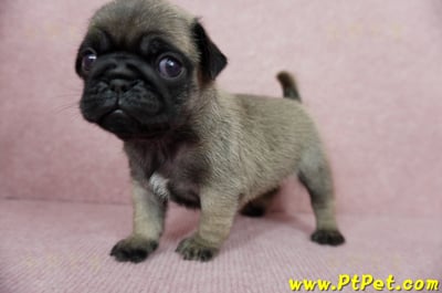 04/02巴哥公幼犬3號(台北內湖)11