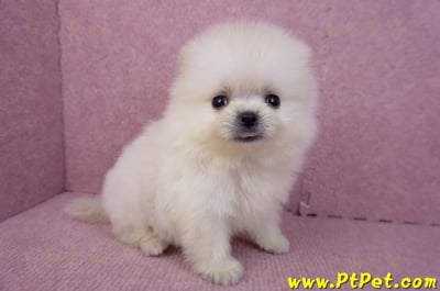 07/23迷你型松鼠白博美公幼犬(新竹香山)7