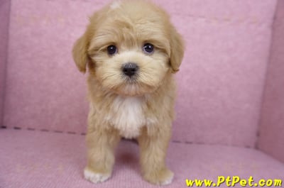 06/18馬爾泰迪公幼犬(桃園市)1