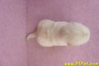 07/18黃金獵犬母幼犬4號(台中潭子)7