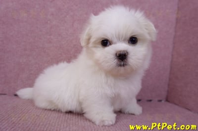 06/26迷你型馬爾濟斯公幼犬(新北三重)5